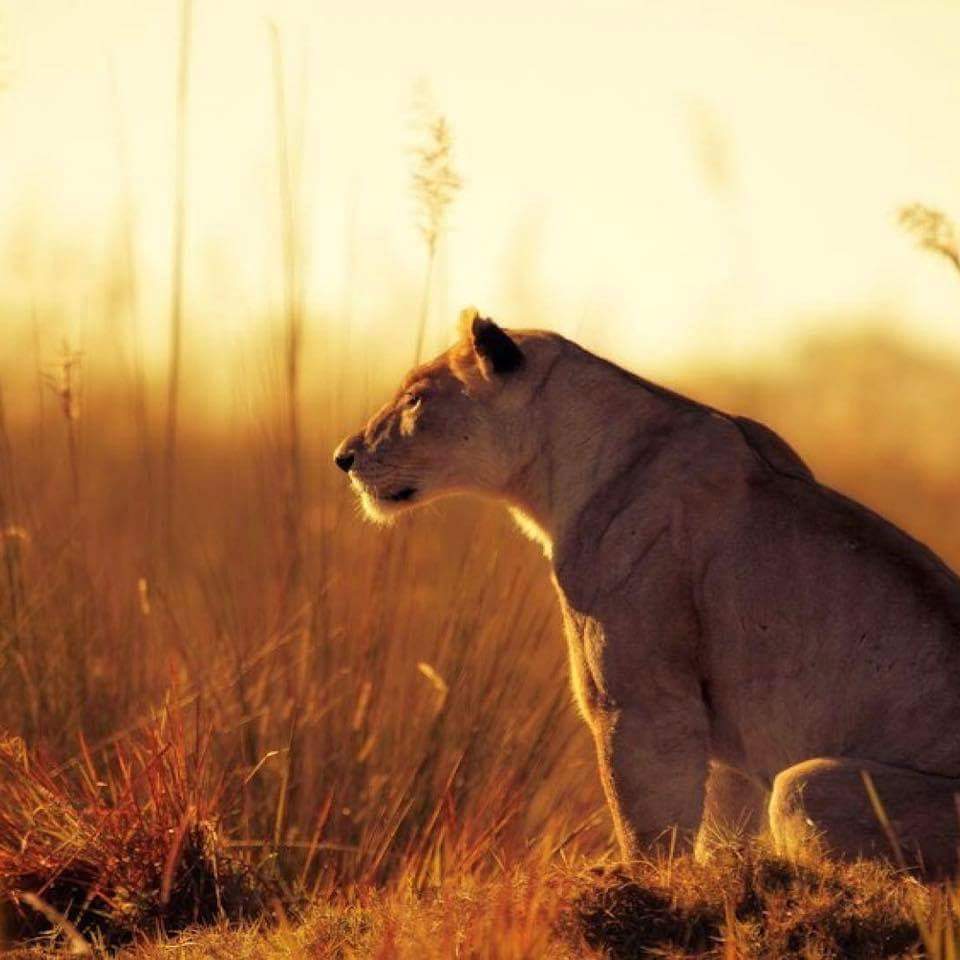 20664099_1160737890736690_471422082063109393_n